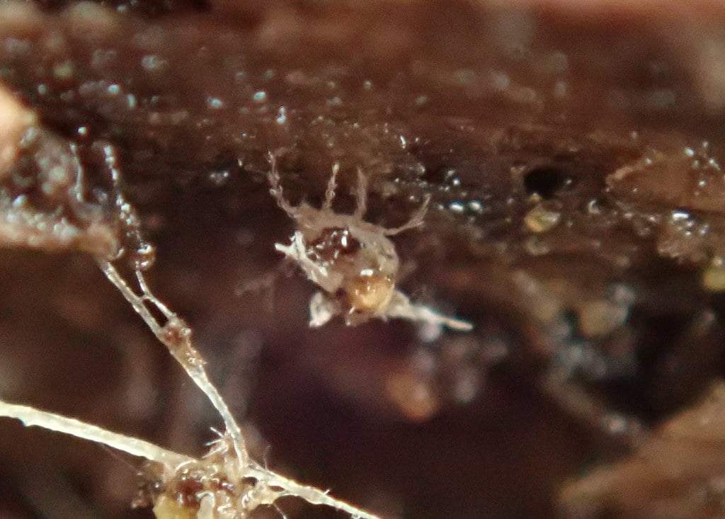 petites bestioles blanches transparentes dans la maison