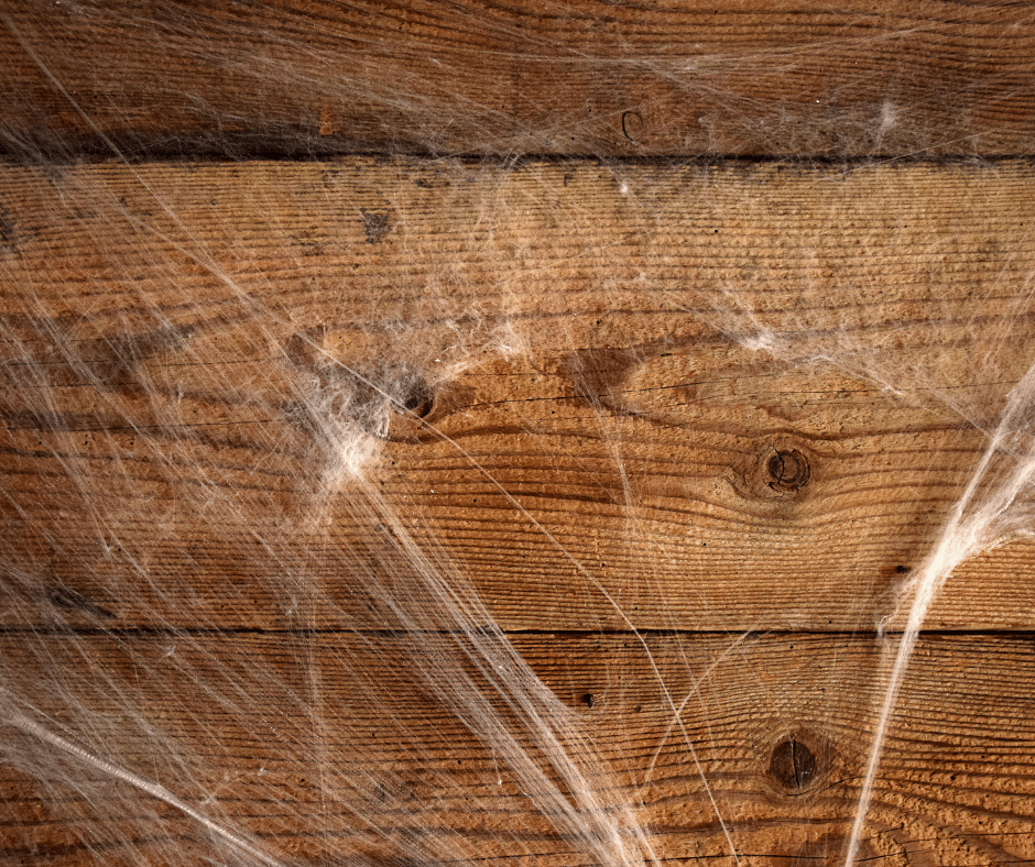 petites bestioles blanches transparentes dans la maison