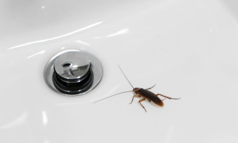 What to Pour Down the Drain to Kill Roaches Instantly