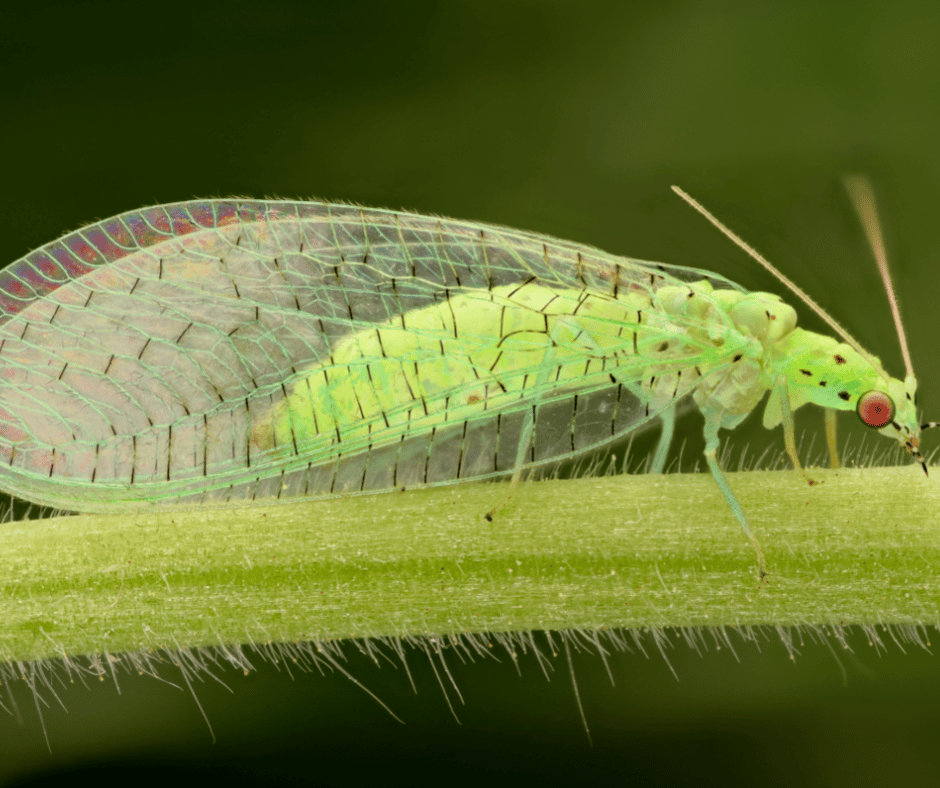 3 insectes ailés qui ressemblent à des termites volants.