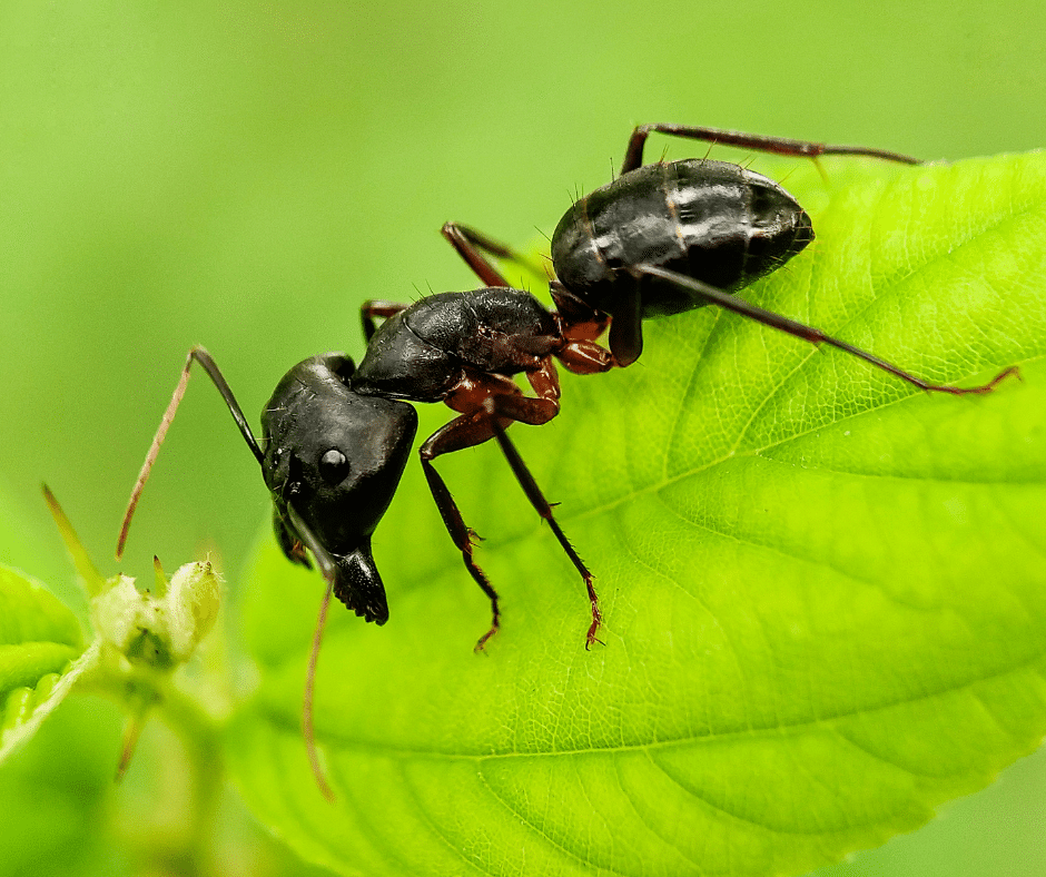 Les petites bestioles noires dont personne ne parle dans les maisons de Floride.