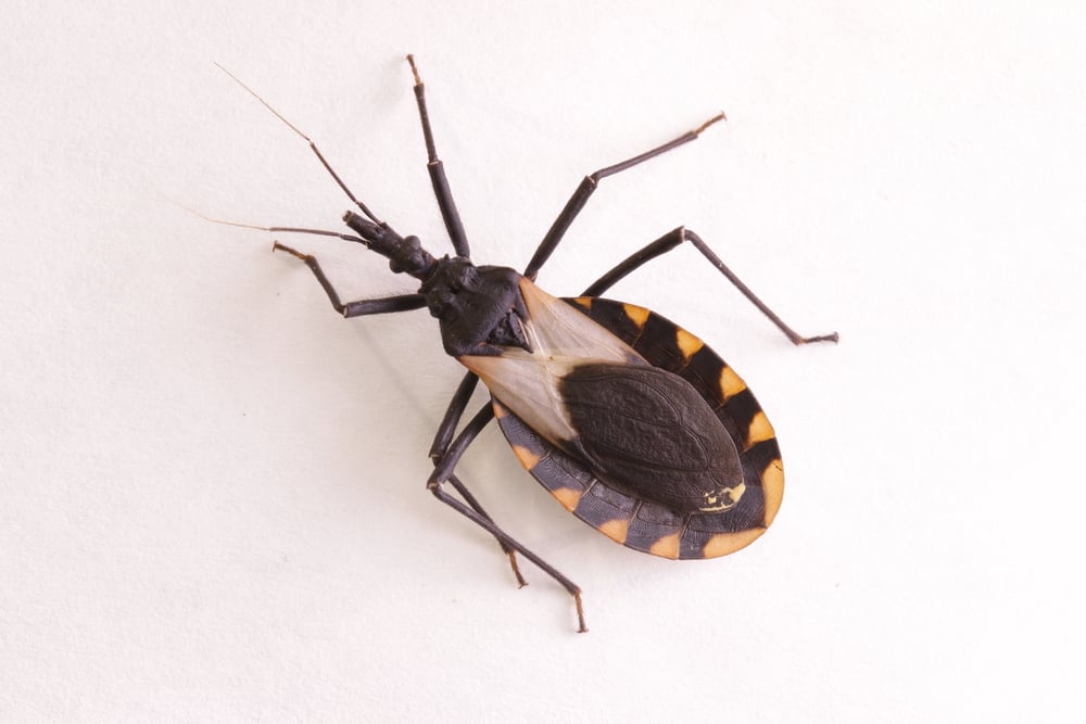 Kissing Bugs