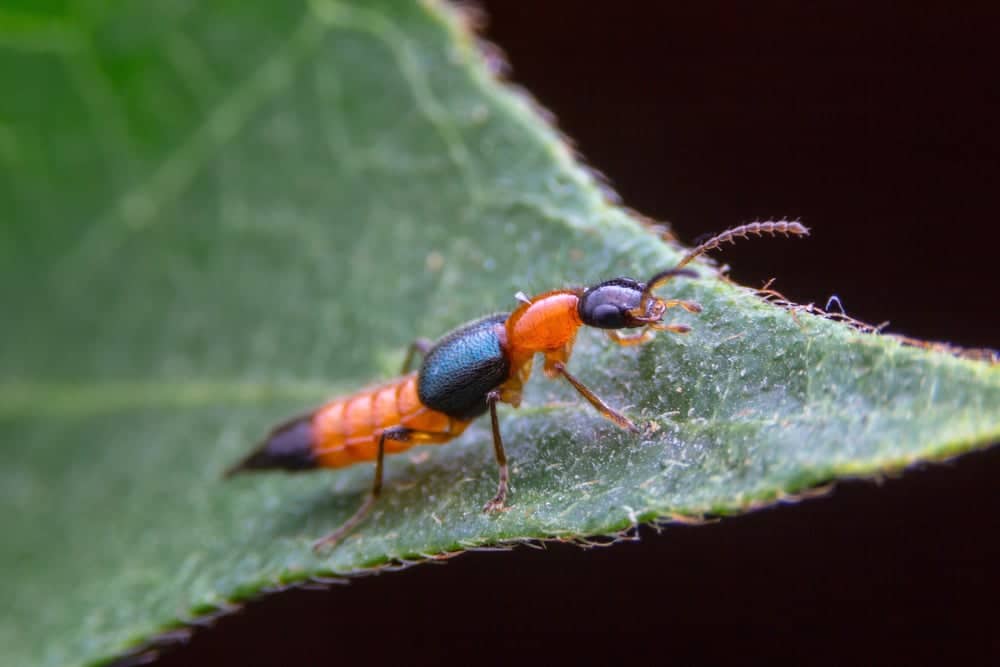 Rove Beetle