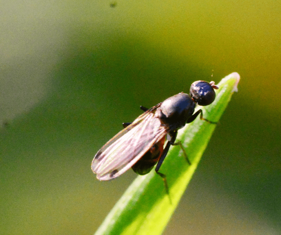De minuscules insectes noirs dans les maisons de Floride dont personne ne parle.
