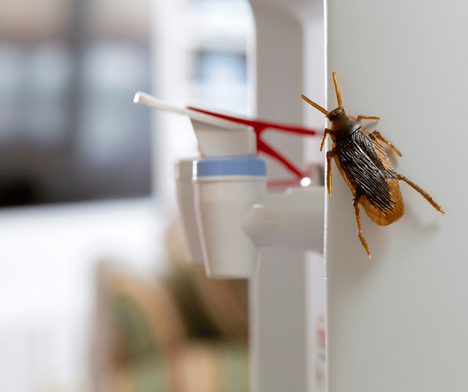 Que verser dans les canalisations pour tuer les cafards instantanément ?