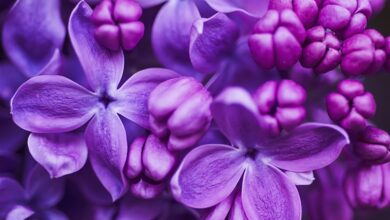 Types Of Purple Flowers