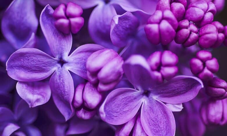 Types Of Purple Flowers