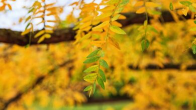 Thornless Honeylocust Pros And Cons