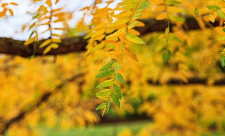 Thornless Honeylocust Pros And Cons