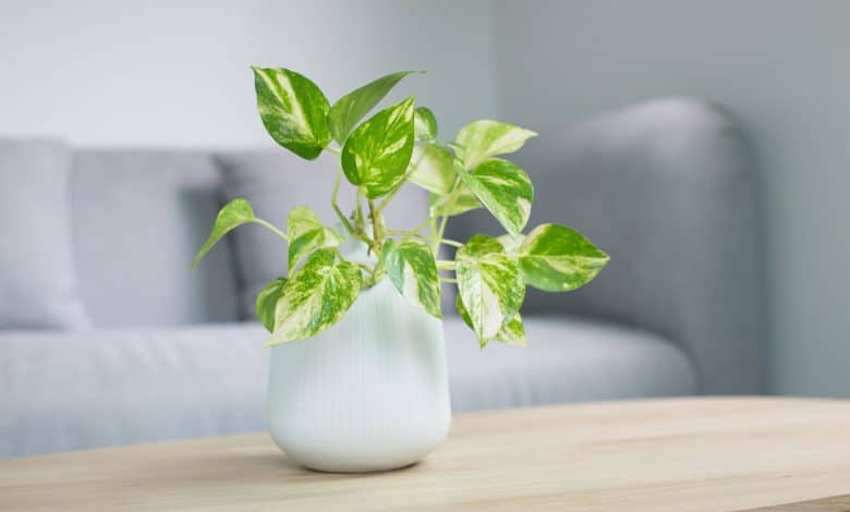 Types of Pothos