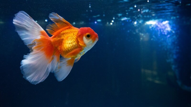 Un poisson rouge dans un grand étang propre