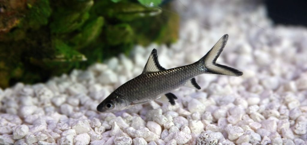 Un requin bala nageant dans un aquarium d'eau douce.