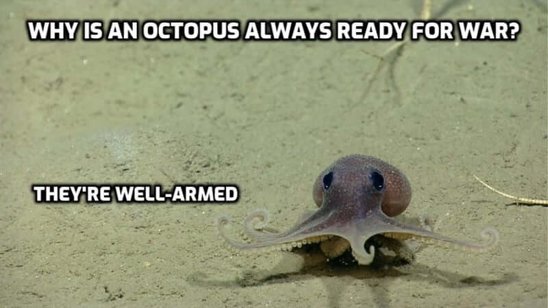 Un jeu de mots amusant sur la pieuvre