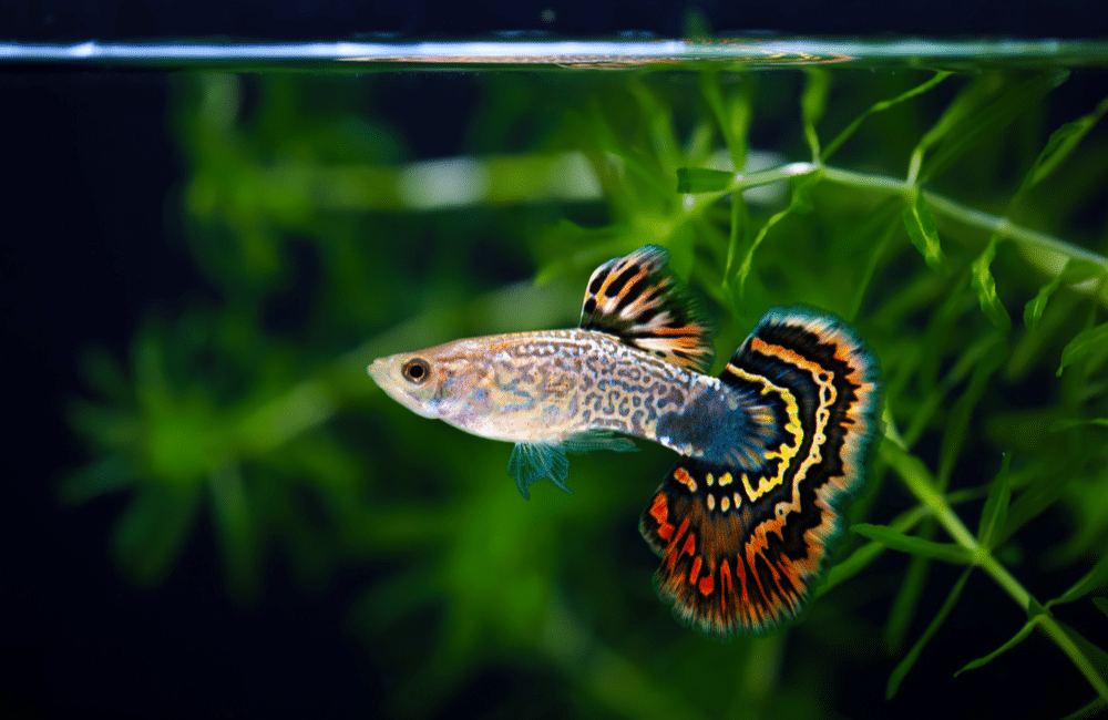 Guppy