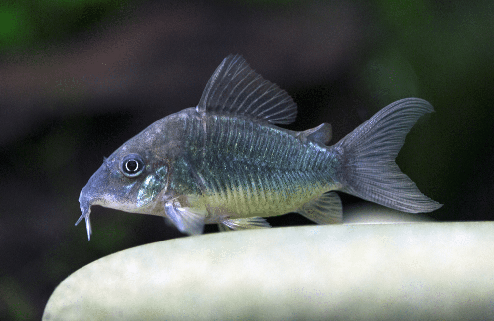 Poisson-chat corydoras