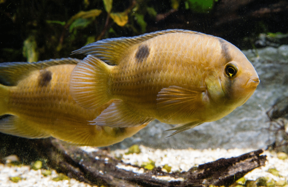 Cichlidé trou de serrure