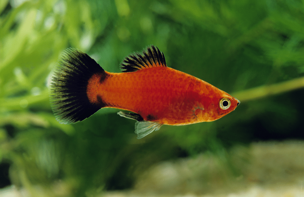 Platy