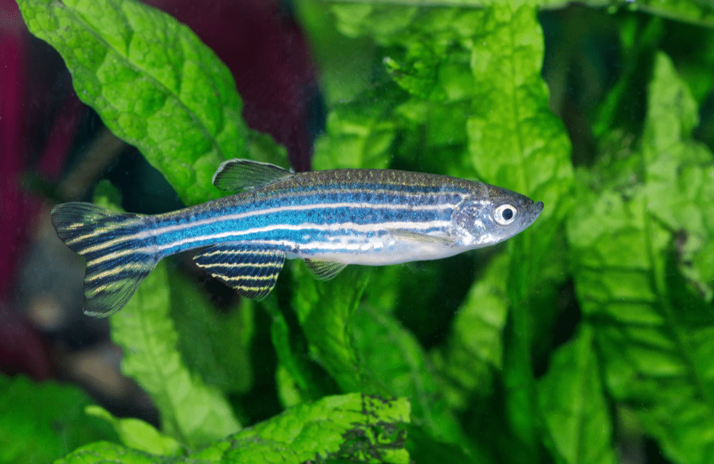 Poisson zèbre Danio rerio