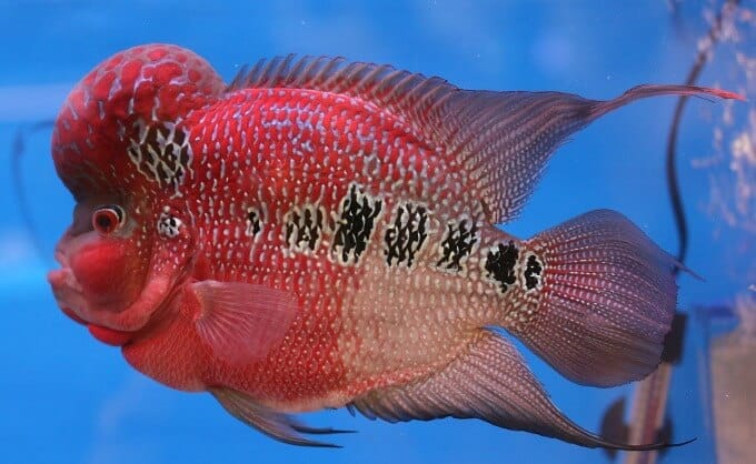 Un cichlidé Flowerhorn très agressif