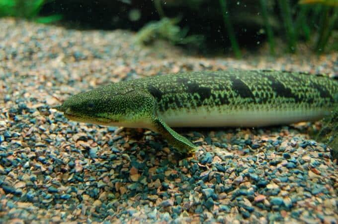 Un bichir se reposant au fond d'un aquarium d'eau douce.
