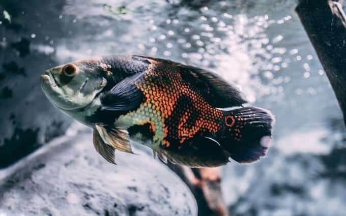 Poisson Oscar mâle agressif à la recherche de nourriture