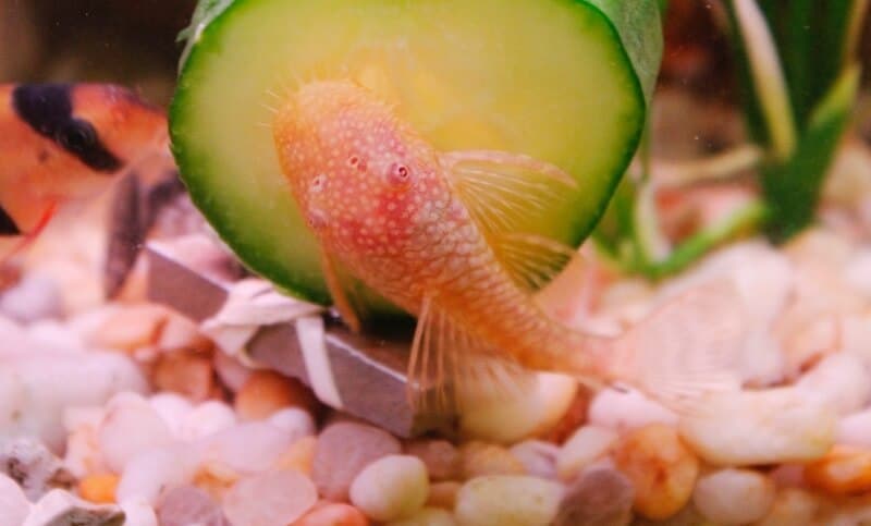 Plécoptère albinos dans un aquarium d'eau douce