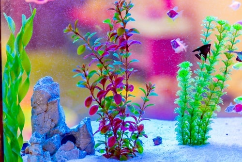 Plantes artificielles Aqueon Conseils pour l'aquascaping