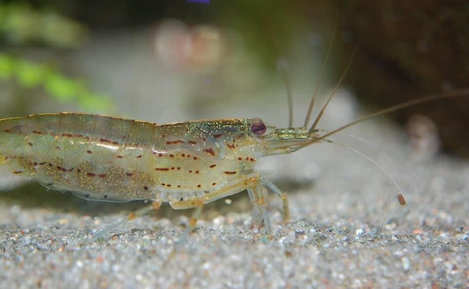 Crevette Amano marchant sur le sol de l'aquarium