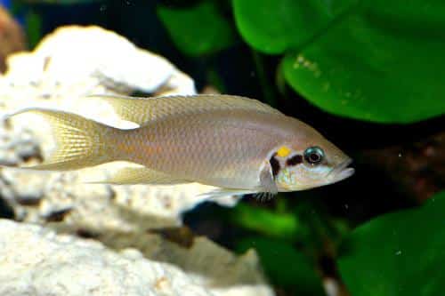 Aqueon Best Beginner Fish by Tank Size Blog Post (en anglais)