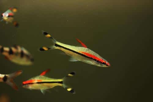 Aqueon Best Beginner Fish by Tank Size Blog Post (en anglais)