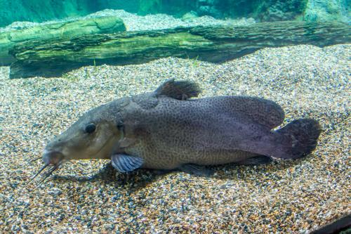 Aqueon Best Beginner Fish by Tank Size Blog Post (en anglais)