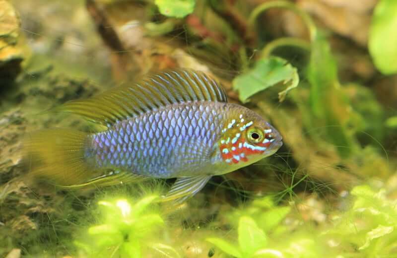 Un Apistogramma borellii mâle flottant près du fond de l'aquarium.