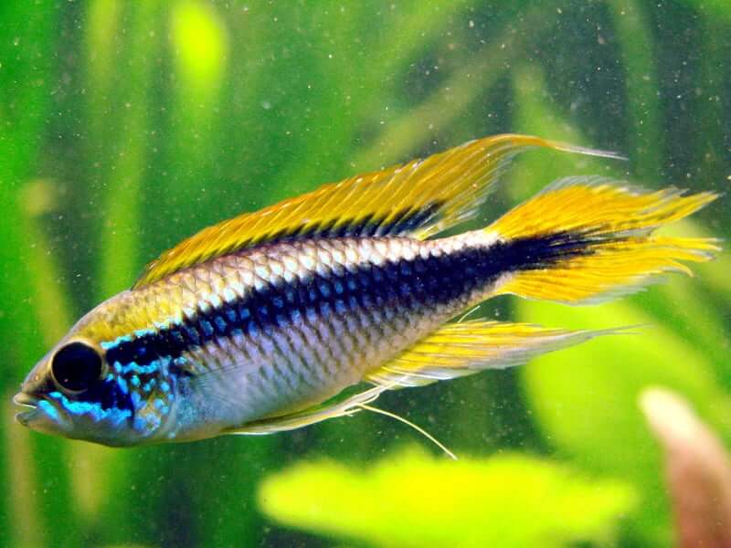 Apistogramma agassizii jaune, profil latéral
