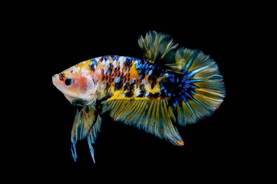 Poisson betta avec une couleur soignée