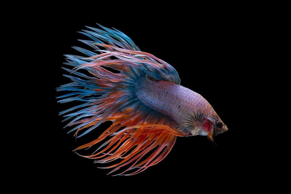 Betta fish care guide image