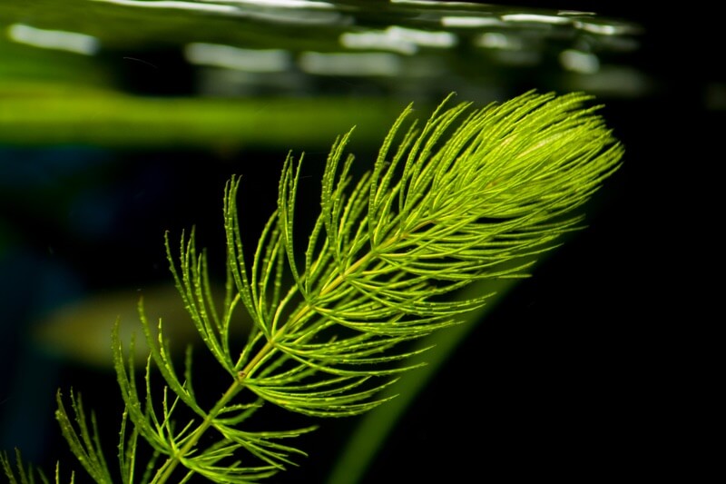 Hornwort devant un fond noir