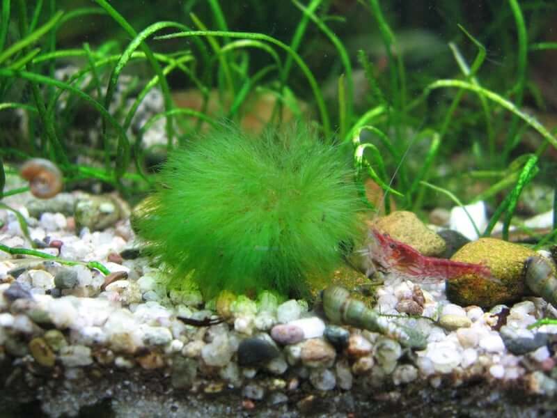 Une boule de mousse Marimo posée sur le substrat d'un aquarium.