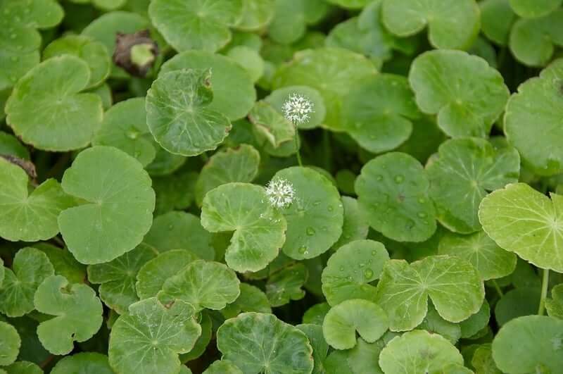 Une plante de Betta Pennywort