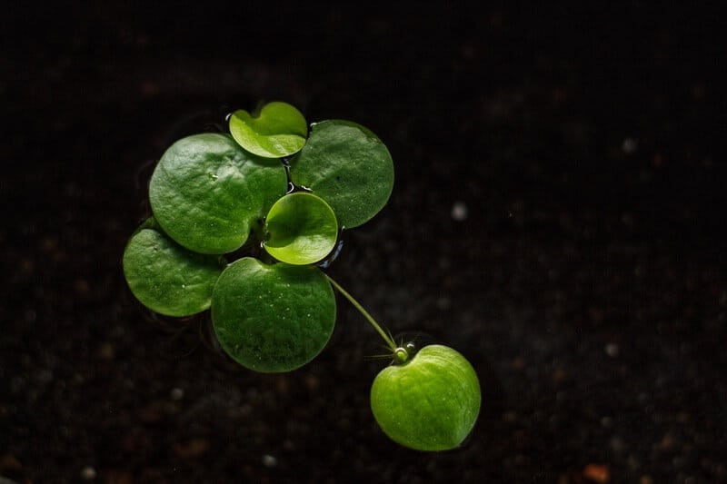 Une plante d'aquarium flottante amazon frogbit plant
