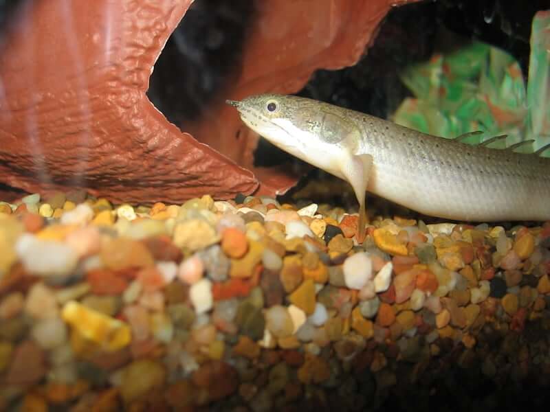 Bichir nocturne