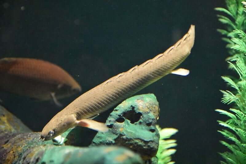 Un bichir orné nageant vers le fond de l'aquarium.