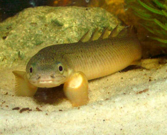 Un bichir au fond de l'aquarium