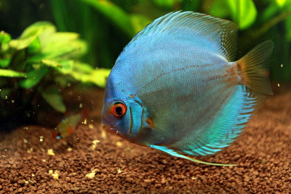 shutterstock_188209322