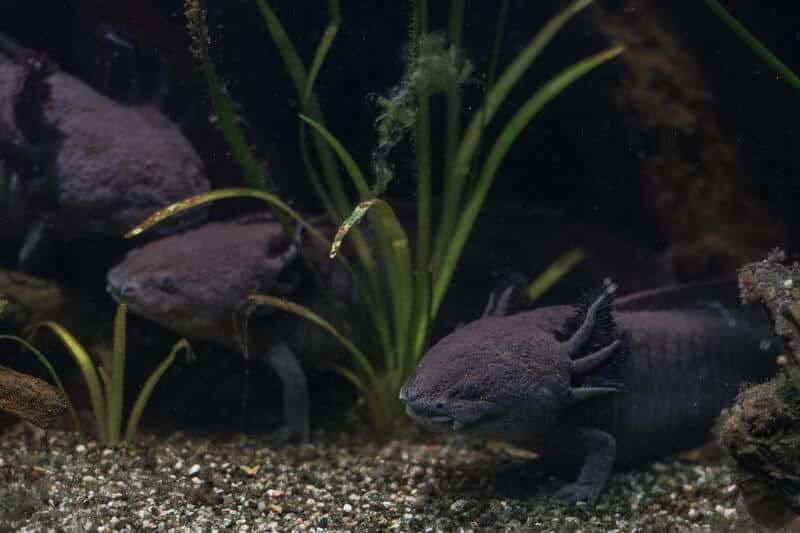 Trois axolotls noirs nageant ensemble