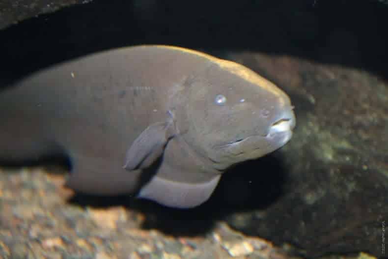 Inspection rapprochée de la peau d'Apteronotus albifrons