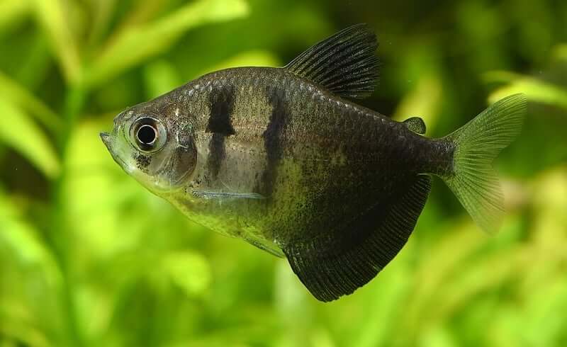 Gymnocorymbus ternetzi dans un aquarium bien aménagé