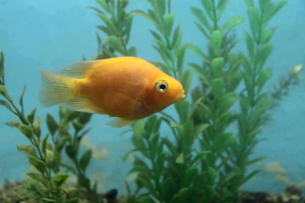 Un cichlidé perroquet sanguin nageant seul dans un aquarium d'eau douce.