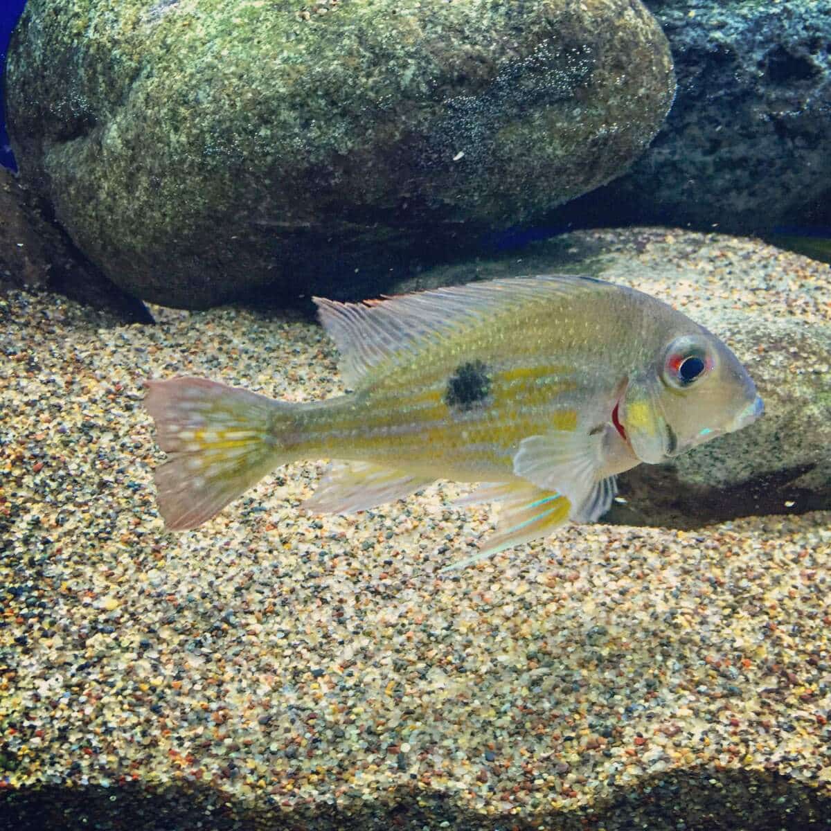 image d'un poisson à queue rayée à l'intérieur d'un aquarium