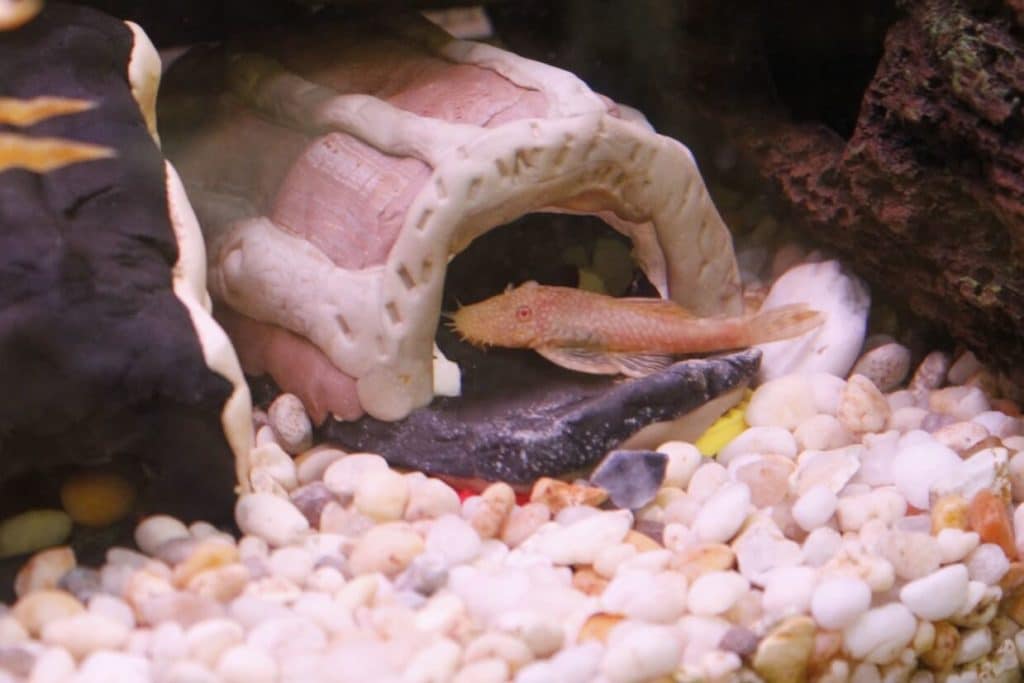 Un pléco albinos de Bristlenose dans une cachette