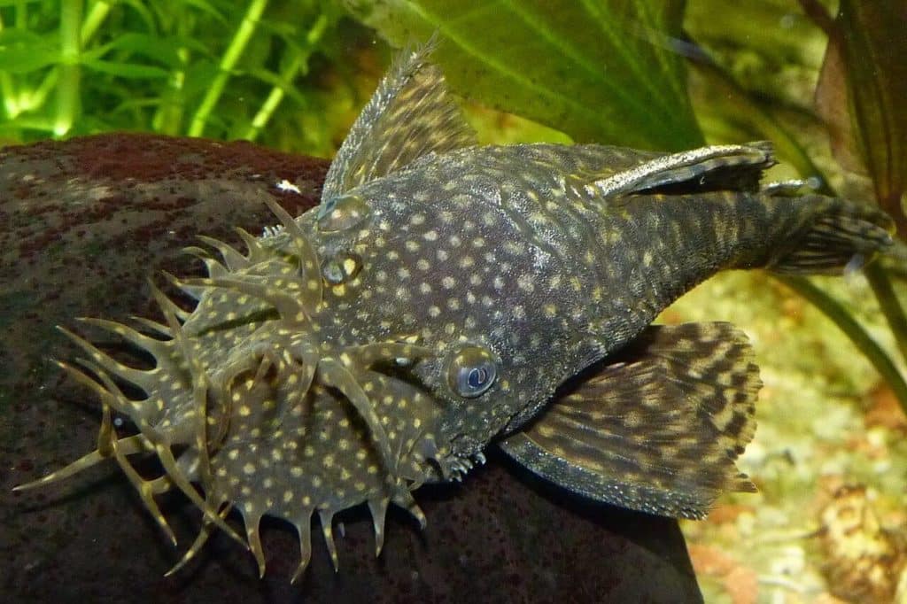 Un pléco de Bristlenose à la recherche de quelque chose à manger